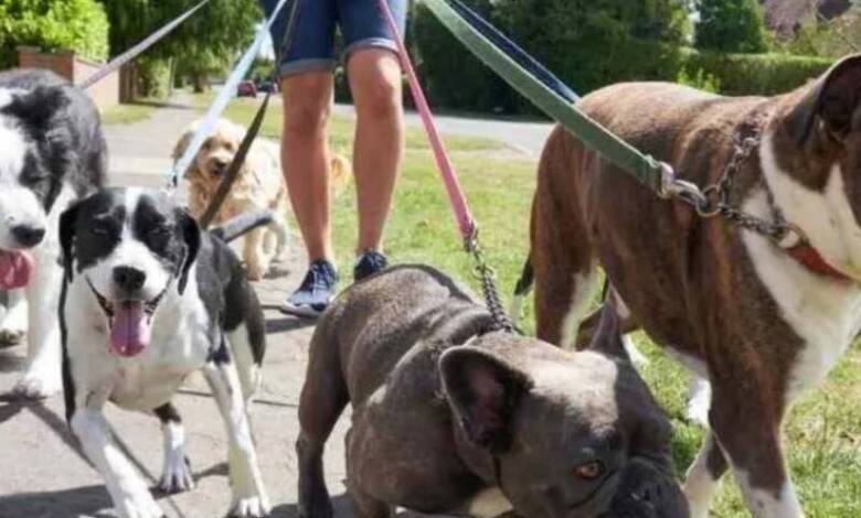 La UBA lanza curso para paseadores de perros profesionales