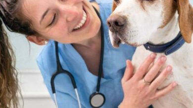 6 de agosto: Día del veterinario en Argentina
