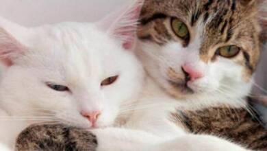 8 de agosto: Día Internacional del Gato