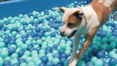 Chile inaugura su primer parque de diversiones para perros