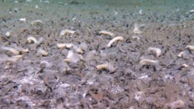Científicos descubren un ecosistema marino entre Alaska y Rusia