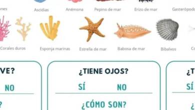Lanzaron un álbum de figuritas de los nuevos hallazgos del CONICET