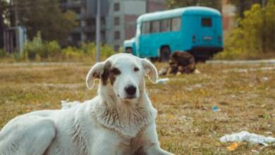 Los perros de Chernóbil “ya no son perros” por la radiación