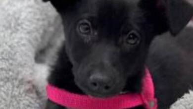 Un hospital argentino incorpora a una perrita adoptada a su Terapia Asistida con Animales