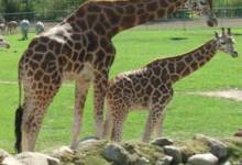 Un zoológico pide donar mascotas pequeñas para alimentar a sus depredadores