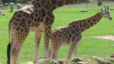 Un zoológico pide donar mascotas pequeñas para alimentar a sus depredadores