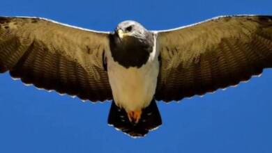 Una provincia argentina declara “Monumentos Naturales Provinciales” a animales para proteger su patrimonio natural