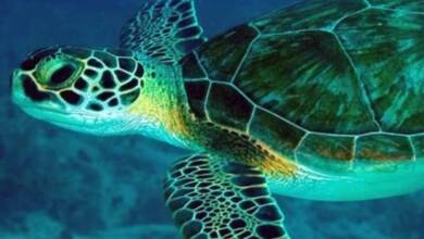 Alertan por niveles récord de mercurio en tortugas verdes