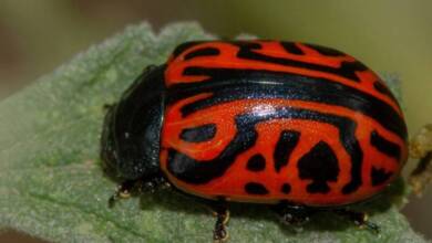 Así es el escarabajo calígrafo con diseños únicos