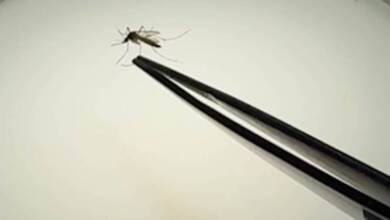 Brasil inaugura una superfábrica de mosquitos para proteger del dengue