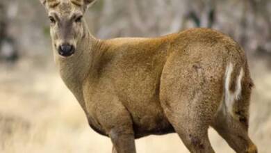 Chile y Argentina trabajarán para repoblar el huemul