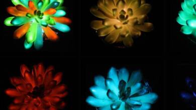 Crearon plantas suculentas que brillan en la oscuridad
