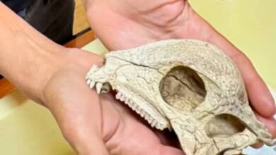 Hallaron un fósil de dinosaurio clave en Mongolia