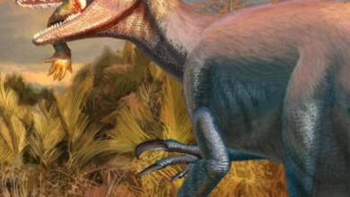 Joaquinraptor: El dinosaurio que habitó en la Patagonia argentina