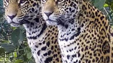 La población de yaguaretés en México creció un 30%