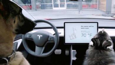 Tesla lanzó un “modo mascota” para cuidar a los perros dentro del auto