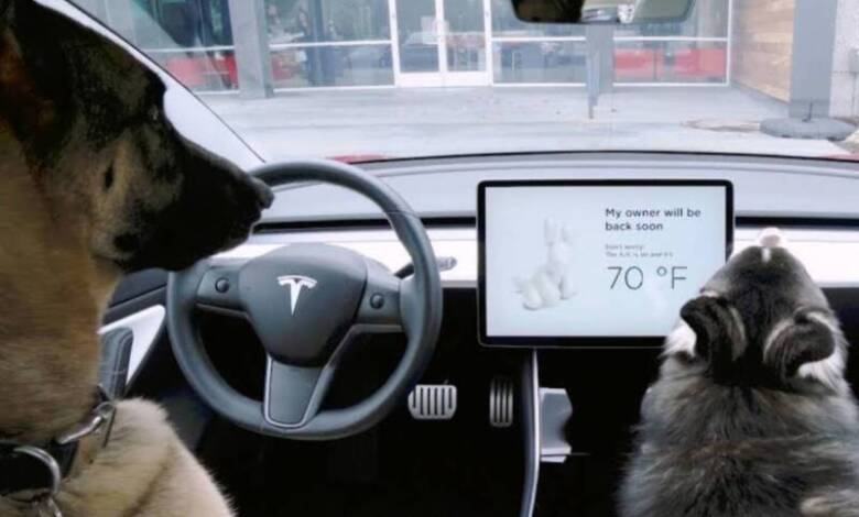 Tesla lanzó un “modo mascota” para cuidar a los perros dentro del auto