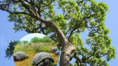 Una especie invasora afecta las rutas migratorias de las tortugas gigantes de Galápagos