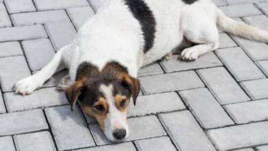 Una provincia argentina aprobó la pena por maltrato animal