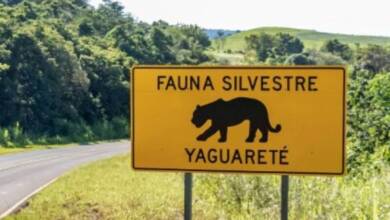 Una provincia argentina presentó un mapa de atropellamiento de fauna