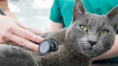 Una terapia para gatos con cáncer podría servir para tratamientos en humanos