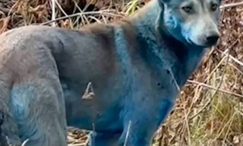 Aparecieron perros azules en Chernóbil y los científicos dicen que no eran así hace unos días atrás