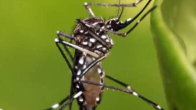 Aumentan los casos de fiebre amarilla en Latinoamérica