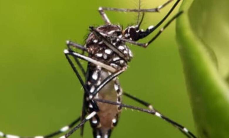 Aumentan los casos de fiebre amarilla en Latinoamérica