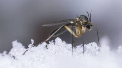 Detectaron mosquitos por primera vez en Islandia y alertan por su adaptación al frío