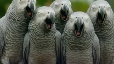 El caso de cinco loros que insultaban y se burlaban de los visitantes del zoo