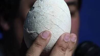 El CONICET encontró un huevo de dinosaurio carnívoro durante su streaming