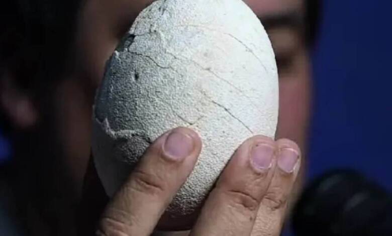 El CONICET encontró un huevo de dinosaurio carnívoro durante su streaming