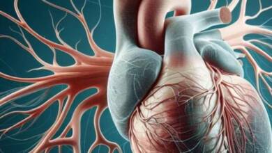 El corazón tiene cerebro: la ciencia detrás de la inteligencia cardíaca