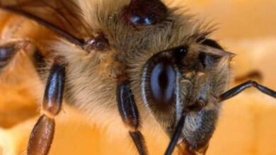El tratamiento para el cáncer de mama podría estar en el veneno de las abejas