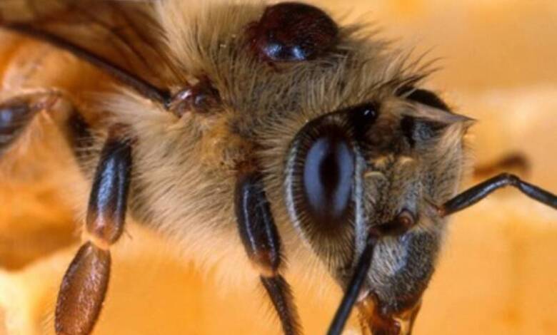 El tratamiento para el cáncer de mama podría estar en el veneno de las abejas