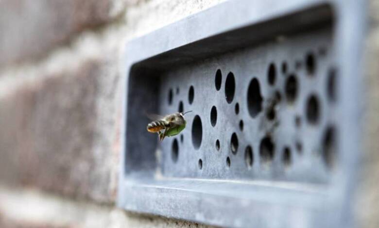 En una ciudad británica los ladrillos para abejas son obligatorios: de qué se trata