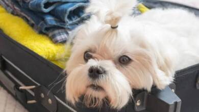 Italia implementa un impuesto al “perro turista” para combatir el turismo