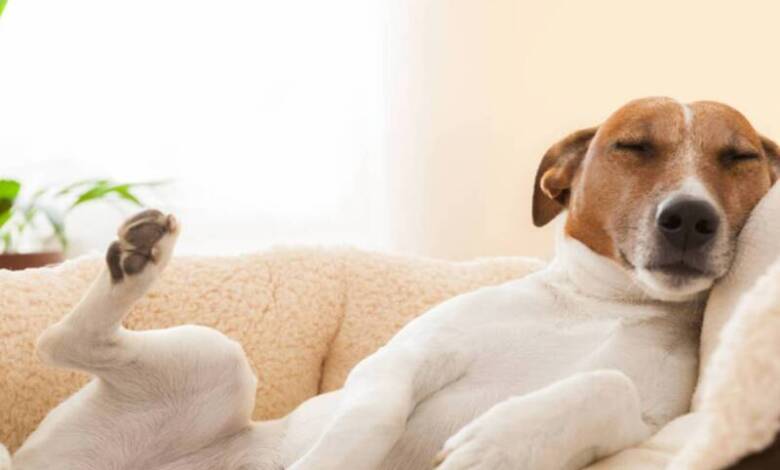 ¿Qué sueñan los perros cuando duermen?
