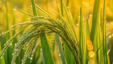 Reino Unido cosecha arroz por primera vez en un hecho histórico