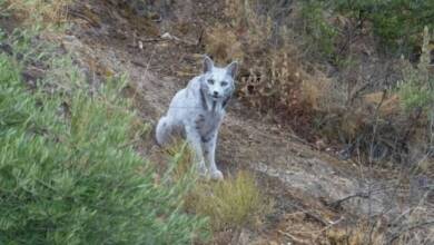 Un fotógrafo captó a un lince ibérico ‘blanco’, único en el mundo