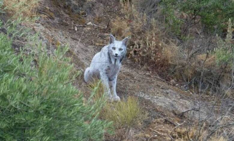 Un fotógrafo captó a un lince ibérico ‘blanco’, único en el mundo