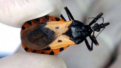 Un test argentino permitirá detectar el Chagas desde el nacimiento