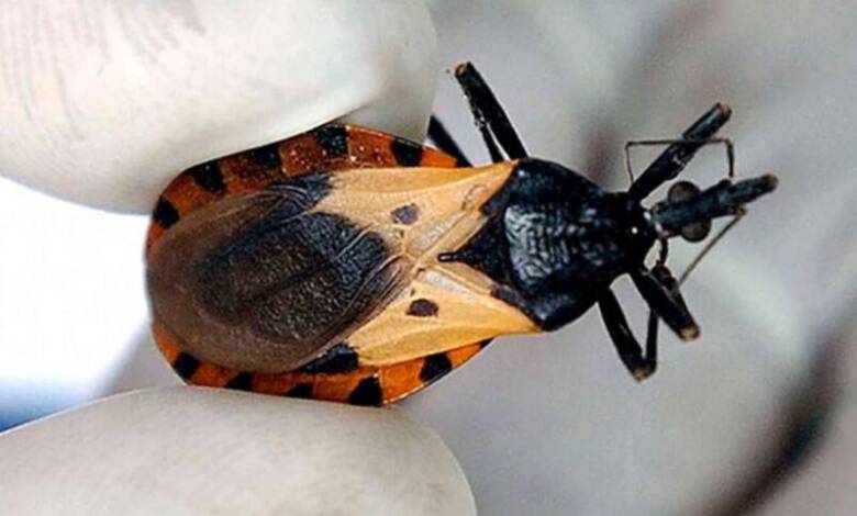 Un test argentino permitirá detectar el Chagas desde el nacimiento