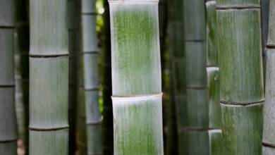 Convierten el bambú en plástico biodegradable