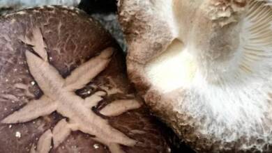 Crearon componentes eléctricos biodegradables con hongos