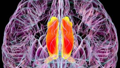 Lograron revertir el alzheimer con una técnica basada en nanotecnología