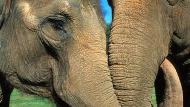 Los elefantes consuelan a sus amigos molestos