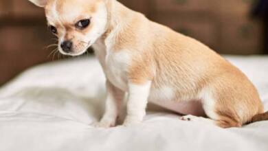 Los perros saben distinguir a las personas malas y mentirosas