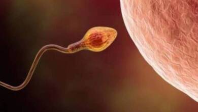 Una Inteligencia Artificial logró el primer embarazo en hombres infértiles