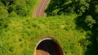 Una provincia argentina busca crear corredores ecológicos para proteger la biodiversidad